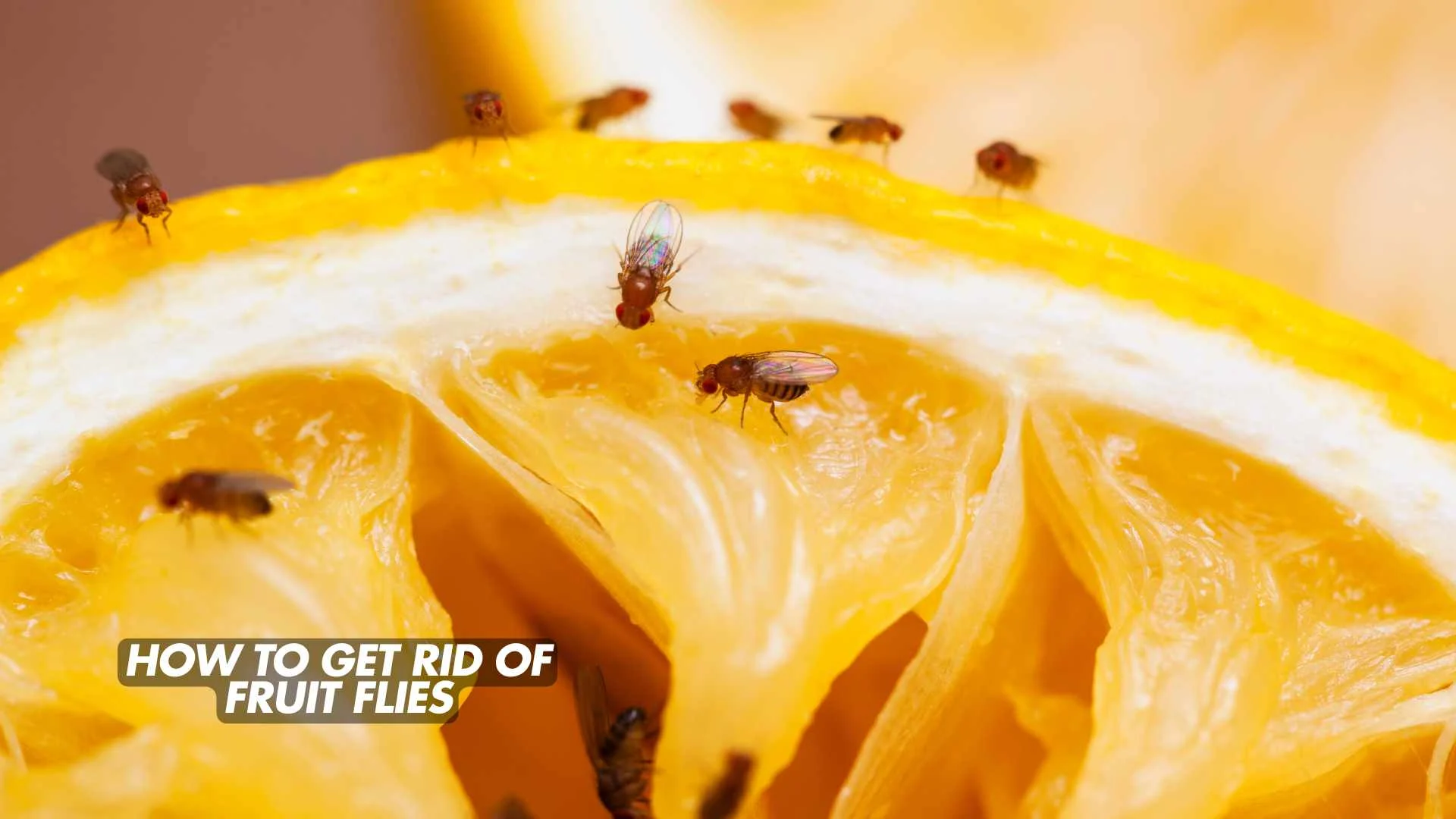 Read more about the article 🪰 How to Get Rid of Fruit Flies (Complete 2025 Guide)